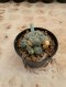 Lophophora Williamsii Variegata 6-7 cm 12 years old seed ownroot flower seedling ロフォフォラ 烏羽玉　仔吹き サボテン