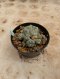 Lophophora Williamsii Variegata 6-7 cm 12 years old seed ownroot flower seedling ロフォフォラ 烏羽玉　仔吹き サボテン