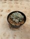 Lophophora Williamsii Variegata 6-7 cm 12 years old seed ownroot flower seedling ロフォフォラ 烏羽玉　仔吹き サボテン