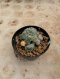 Lophophora Williamsii Variegata 6-7 cm 12 years old seed ownroot flower seedling ロフォフォラ 烏羽玉　仔吹き サボテン