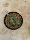 Lophophora Williamsii Variegata 5-6 cm 12 years old seed ownroot flower seedling ロフォフォラ 烏羽玉　仔吹き サボテン