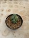 Lophophora Williamsii Variegata 5-6 cm 12 years old seed ownroot flower seedling ロフォフォラ 烏羽玉　仔吹き サボテン