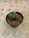 Lophophora Williamsii Variegata 5-6 cm 12 years old seed ownroot flower seedling ロフォフォラ 烏羽玉　仔吹き サボテン