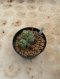 Lophophora Williamsii Variegata 5-6 cm 12 years old seed ownroot flower seedling ロフォフォラ 烏羽玉　仔吹き サボテン