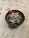 Lophophora Williamsii Variegata 5-6 cm 12 years old seed ownroot flower seedling ロフォフォラ 烏羽玉　仔吹き サボテン