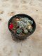 Lophophora Williamsii Variegata 5-6 cm 12 years old seed ownroot flower seedling ロフォフォラ 烏羽玉　仔吹き サボテン