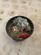 Lophophora Williamsii Variegata 5-6 cm 12 years old seed ownroot flower seedling ロフォフォラ 烏羽玉　仔吹き サボテン