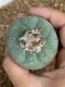 Lophophora fricii super white size 4-5 cm JAPAN import 10 years old - can give flower and seed including PHYTOSANITARY CERTIFICATES AND CITES DOCUMENT