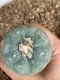 Lophophora fricii super white size 4-5 cm JAPAN import 10 years old - can give flower and seed including PHYTOSANITARY CERTIFICATES AND CITES DOCUMENT