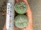 Lophophora fricii super white size 3.5-4.5 cm JAPAN import 7 years old - can give flower and seed including PHYTOSANITARY CERTIFICATES AND CITES DOCUMENT