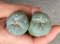 Lophophora fricii super white size 3.5-4.5 cm JAPAN import 7 years old - can give flower and seed including PHYTOSANITARY CERTIFICATES AND CITES DOCUMENT