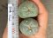 Lophophora fricii super white size 3.5-4.5 cm JAPAN import 7 years old - can give flower and seed including PHYTOSANITARY CERTIFICATES AND CITES DOCUMENT