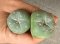 Lophophora fricii super white size 3.5-4.5 cm JAPAN import 7 years old - can give flower and seed including PHYTOSANITARY CERTIFICATES AND CITES DOCUMENT