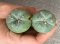 Lophophora fricii super white size 3.5-4.5 cm JAPAN import 7 years old - can give flower and seed including PHYTOSANITARY CERTIFICATES AND CITES DOCUMENT