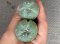 Lophophora fricii super white size 3.5-4.5 cm JAPAN import 7 years old - can give flower and seed including PHYTOSANITARY CERTIFICATES AND CITES DOCUMENT