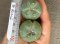 Lophophora fricii super white size 3.5-4.5 cm JAPAN import 7 years old - can give flower and seed including PHYTOSANITARY CERTIFICATES AND CITES DOCUMENT