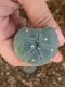 Lophophora fricii super white size 3.5-4.5 cm JAPAN import 7 years old - can give flower and seed including PHYTOSANITARY CERTIFICATES AND CITES DOCUMENT