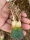 Lophophora fricii super white size 3.5-4.5 cm JAPAN import 7 years old - can give flower and seed including PHYTOSANITARY CERTIFICATES AND CITES DOCUMENT