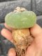 Lophophora fricii super white size 4-5 cm JAPAN import 10 years old - can give flower and seed including PHYTOSANITARY CERTIFICATES AND CITES DOCUMENT