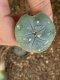 Lophophora fricii super white size 3.5-4.5 cm JAPAN import 7 years old - can give flower and seed including PHYTOSANITARY CERTIFICATES AND CITES DOCUMENT