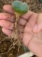 Lophophora fricii super white size 3.5-4.5 cm JAPAN import 7 years old - can give flower and seed including PHYTOSANITARY CERTIFICATES AND CITES DOCUMENT