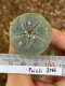 Lophophora fricii super white size 3.5-4.5 cm JAPAN import 7 years old - can give flower and seed including PHYTOSANITARY CERTIFICATES AND CITES DOCUMENT