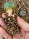 Lophophora fricii super white size 3.5-4.5 cm JAPAN import 7 years old - can give flower and seed including PHYTOSANITARY CERTIFICATES AND CITES DOCUMENT