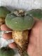 Lophophora fricii super white size 4-5 cm JAPAN import 10 years old - can give flower and seed including PHYTOSANITARY CERTIFICATES AND CITES DOCUMENT