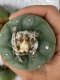 Lophophora fricii super white size 4-5 cm JAPAN import 10 years old - can give flower and seed including PHYTOSANITARY CERTIFICATES AND CITES DOCUMENT