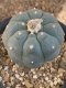 Lophophora williamsii size 5.5-6 cm JAPAN import 13 years old - can give flower and seed including PHYTOSANITARY CERTIFICATES AND CITES DOCUMENT