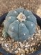 Lophophora williamsii size 5.5-6 cm JAPAN import 13 years old - can give flower and seed including PHYTOSANITARY CERTIFICATES AND CITES DOCUMENT
