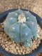 Lophophora williamsii size 5.5-6 cm JAPAN import 13 years old - can give flower and seed including PHYTOSANITARY CERTIFICATES AND CITES DOCUMENT