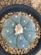 Lophophora williamsii size 5.5-6 cm JAPAN import 13 years old - can give flower and seed including PHYTOSANITARY CERTIFICATES AND CITES DOCUMENT