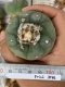 Lophophora fricii super white size 4-5 cm JAPAN import 10 years old - can give flower and seed including PHYTOSANITARY CERTIFICATES AND CITES DOCUMENT