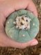 Lophophora fricii super white size 4.5-5.5 cm JAPAN import 11 years old - can give flower and seed including PHYTOSANITARY CERTIFICATES AND CITES DOCUMENT