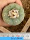 Lophophora fricii super white size 4.5-5.5 cm JAPAN import 11 years old - can give flower and seed including PHYTOSANITARY CERTIFICATES AND CITES DOCUMENT