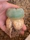 Lophophora fricii super white size 4.5-5.5 cm JAPAN import 11 years old - can give flower and seed including PHYTOSANITARY CERTIFICATES AND CITES DOCUMENT