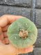 Lophophora fricii super white size 4.5-5.5 cm JAPAN import 11 years old - can give flower and seed including PHYTOSANITARY CERTIFICATES AND CITES DOCUMENT