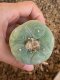 Lophophora fricii super white size 4.5-5.5 cm JAPAN import 11 years old - can give flower and seed including PHYTOSANITARY CERTIFICATES AND CITES DOCUMENT