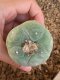 Lophophora fricii super white size 4.5-5.5 cm JAPAN import 11 years old - can give flower and seed including PHYTOSANITARY CERTIFICATES AND CITES DOCUMENT