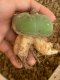 Lophophora fricii super white size 4.5-5.5 cm JAPAN import 11 years old - can give flower and seed including PHYTOSANITARY CERTIFICATES AND CITES DOCUMENT