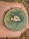 Lophophora fricii super white size 4.5-5.5 cm JAPAN import 11 years old - can give flower and seed including PHYTOSANITARY CERTIFICATES AND CITES DOCUMENT