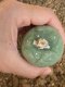 Lophophora fricii super white size 4.5-5.5 cm JAPAN import 11 years old - can give flower and seed including PHYTOSANITARY CERTIFICATES AND CITES DOCUMENT