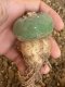 Lophophora fricii super white size 4.5-5.5 cm JAPAN import 11 years old - can give flower and seed including PHYTOSANITARY CERTIFICATES AND CITES DOCUMENT