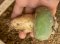 Lophophora fricii super white size 4.5-5.5 cm JAPAN import 11 years old - can give flower and seed including PHYTOSANITARY CERTIFICATES AND CITES DOCUMENT