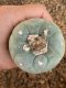 Lophophora fricii super white size 4.5-5.5 cm JAPAN import 11 years old - can give flower and seed including PHYTOSANITARY CERTIFICATES AND CITES DOCUMENT