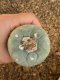 Lophophora fricii super white size 4.5-5.5 cm JAPAN import 11 years old - can give flower and seed including PHYTOSANITARY CERTIFICATES AND CITES DOCUMENT