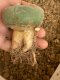 Lophophora fricii super white size 4.5-5.5 cm JAPAN import 11 years old - can give flower and seed including PHYTOSANITARY CERTIFICATES AND CITES DOCUMENT