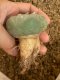 Lophophora fricii super white size 4.5-5.5 cm JAPAN import 11 years old - can give flower and seed including PHYTOSANITARY CERTIFICATES AND CITES DOCUMENT