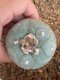 Lophophora fricii super white size 4.5-5.5 cm JAPAN import 11 years old - can give flower and seed including PHYTOSANITARY CERTIFICATES AND CITES DOCUMENT